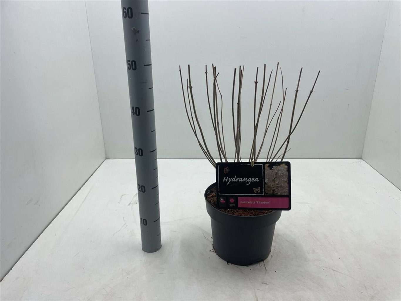 Hydrangea pan. 'Phantom' - C4